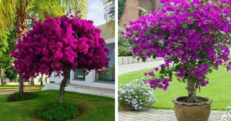 bougainvilliers
