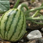 plante
