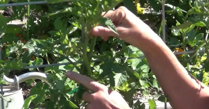 Taille des Tomates