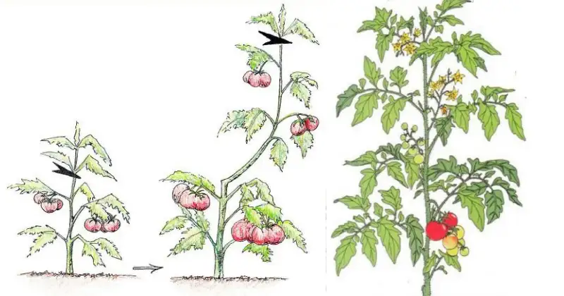 Taille des Tomates