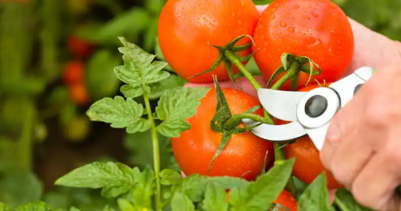 Taille des Tomates