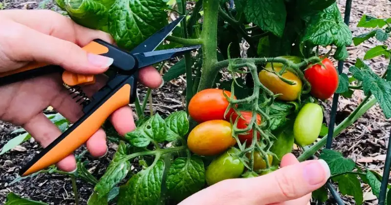 Taille des Tomates