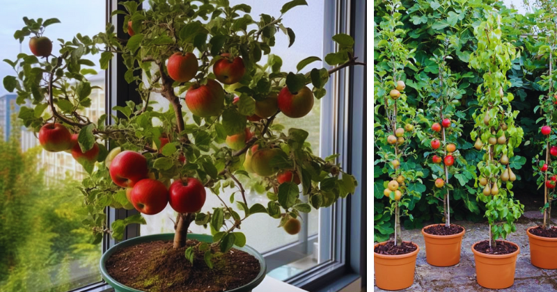arbres fruitiers