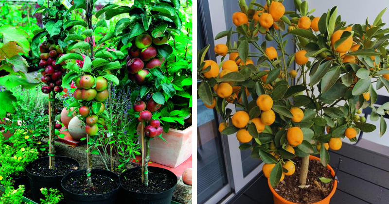 arbres fruitiers