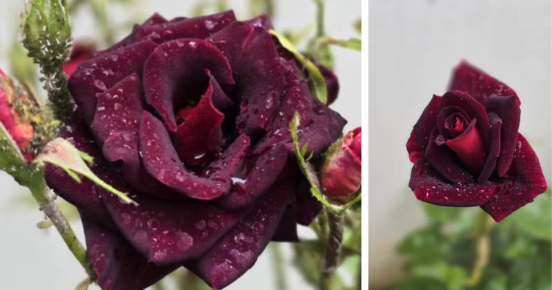 Roses