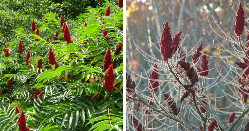 sumac vénéneux