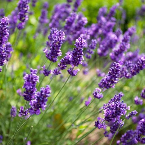 plantes résistantes à la sécheresse