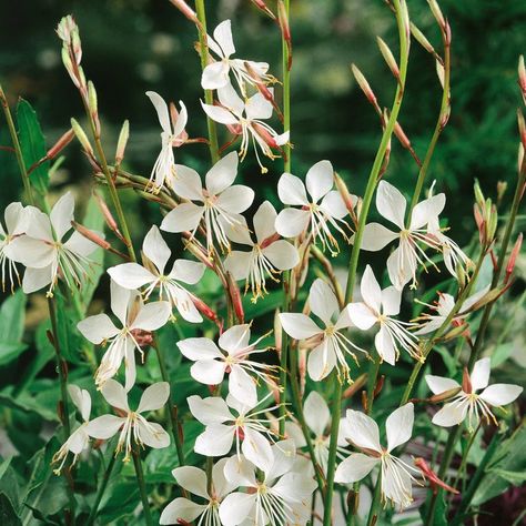 plantes résistantes à la sécheresse