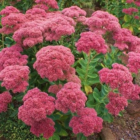 plantes résistantes à la sécheresse