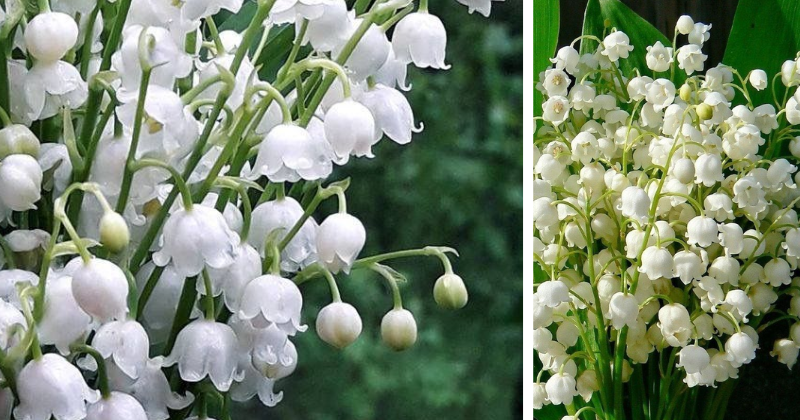 Le muguet