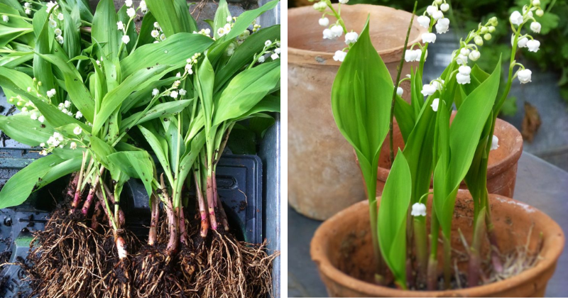 Le muguet