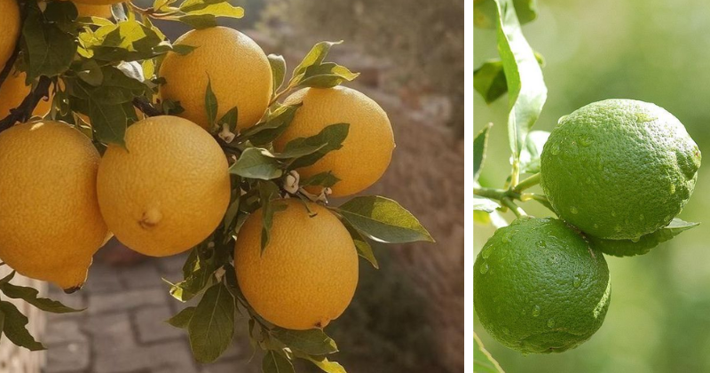 citron