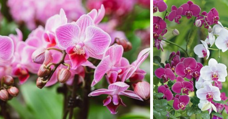 Orchidées
