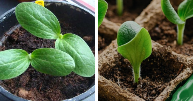 semis des courgettes