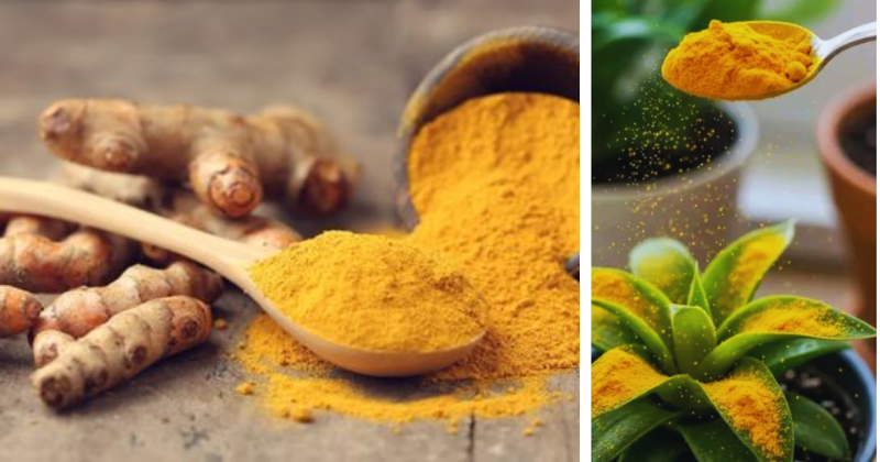 Curcuma au Jardin