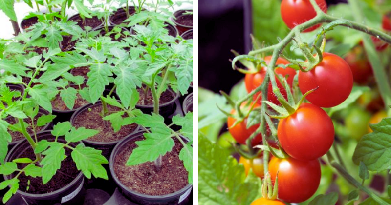 jeunes plants de tomates