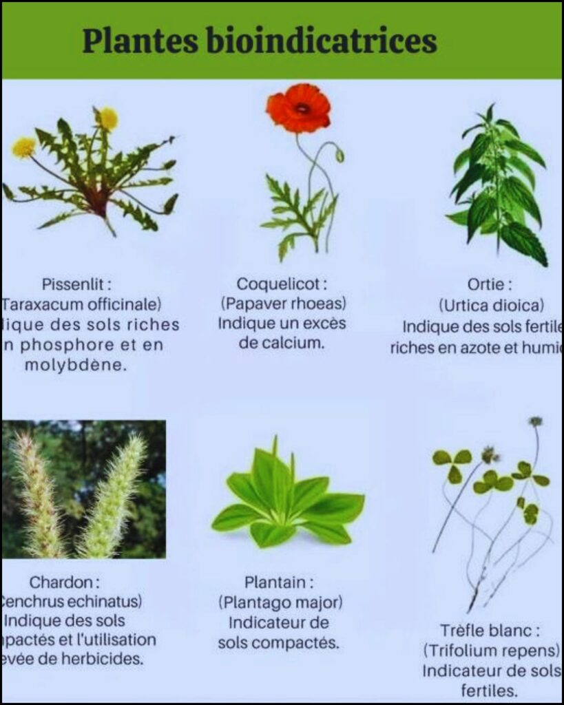 Plantes Bioindicatrices