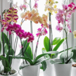 Comment entretenir une orchidée à la maison