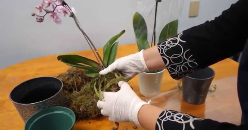 Comment entretenir une orchidée à la maison