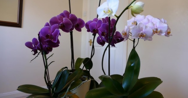Comment entretenir une orchidée à la maison