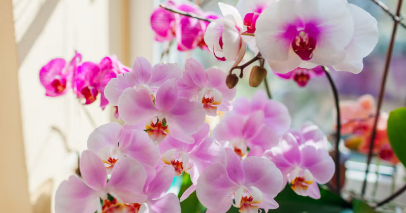Comment entretenir une orchidée à la maison