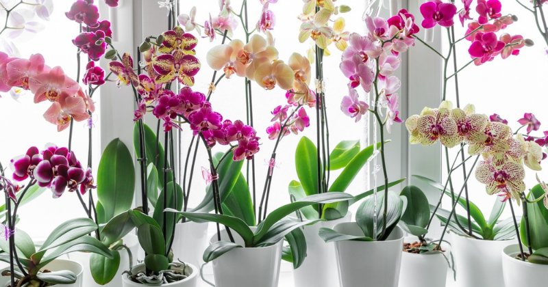 Comment entretenir une orchidée à la maison