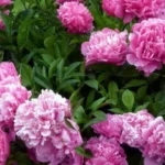 Comment faire pour avoir de belles pivoines