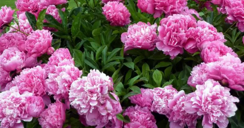 Comment faire pour avoir de belles pivoines