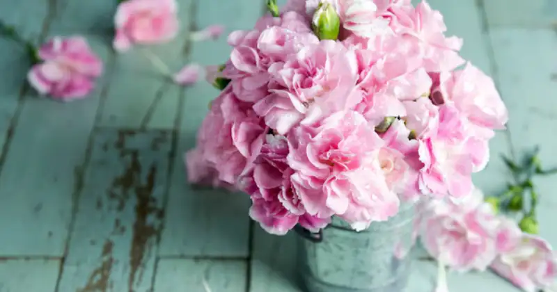 Comment faire pour avoir de belles pivoines