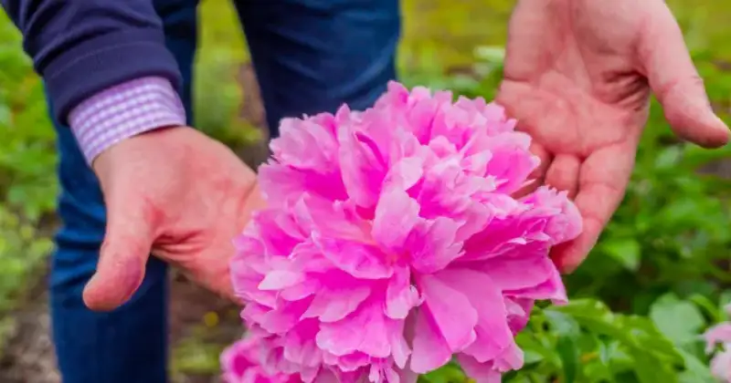 Comment faire pour avoir de belles pivoines