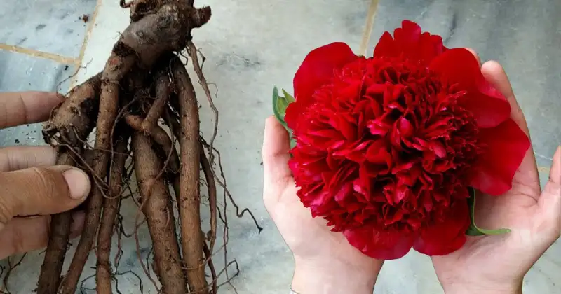 Comment faire pour avoir de belles pivoines