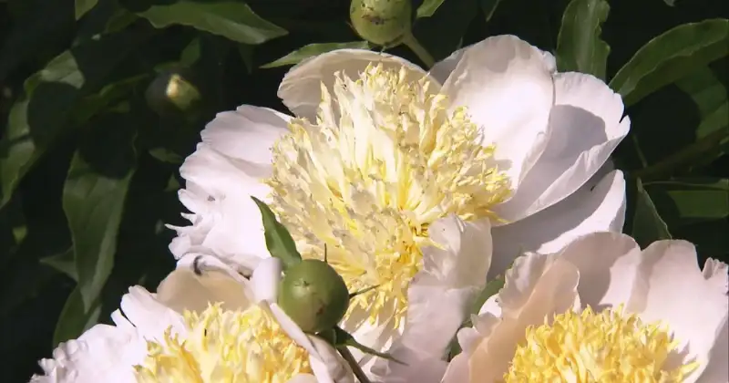Comment faire pour avoir de belles pivoines