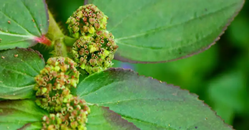 euphorbia hirta