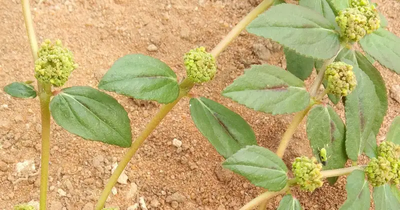 euphorbia hirta
