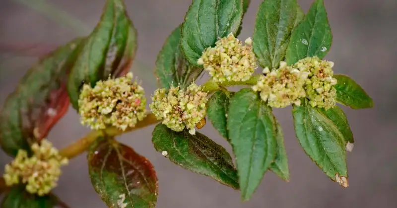 euphorbia hirta