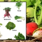 légumes qui aiment l'ombre