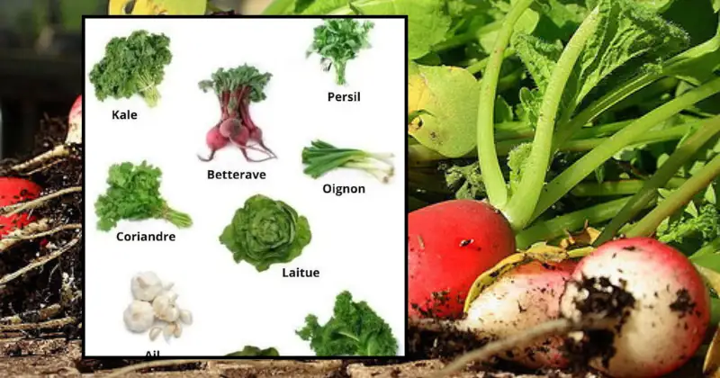 légumes qui aiment l'ombre