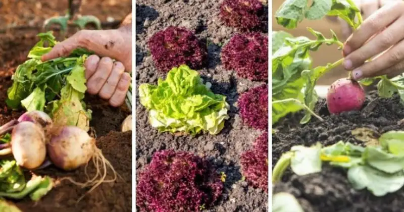 légumes qui aiment l'ombre