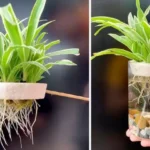 plantes qui poussent dans l’eau