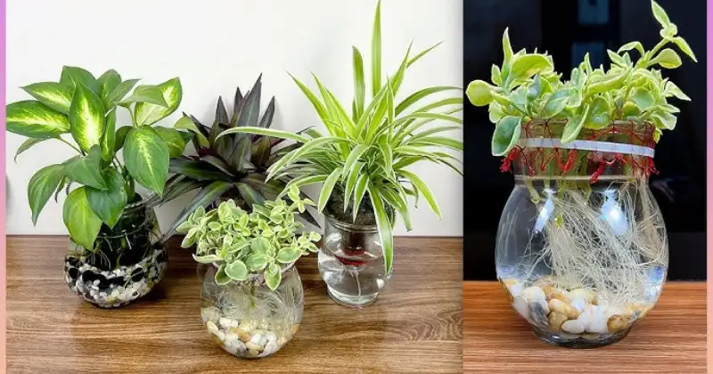 plantes qui poussent dans l’eau
