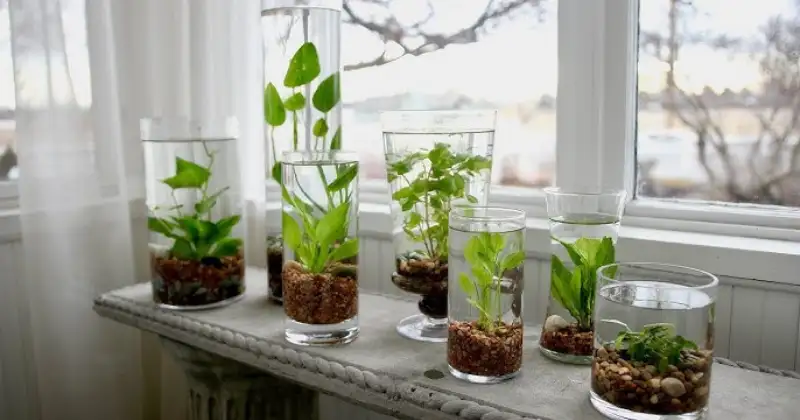 plantes qui poussent dans l’eau