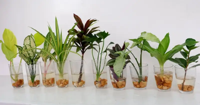 plantes qui poussent dans l’eau