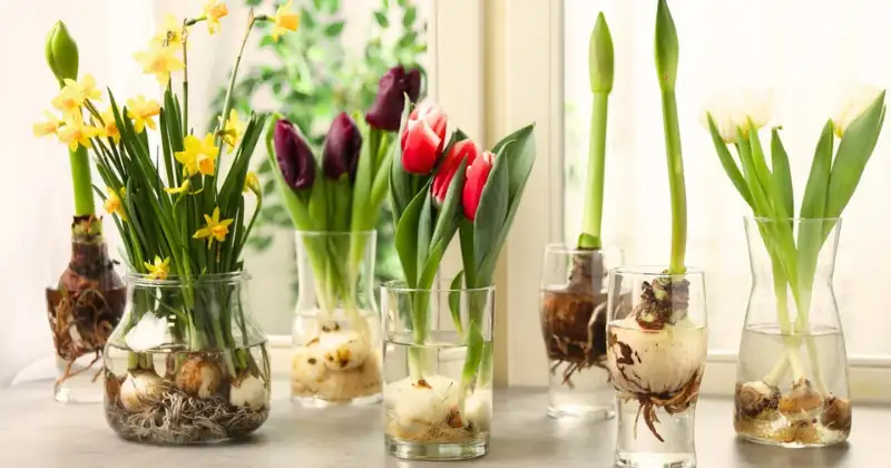 plantes qui poussent dans l’eau