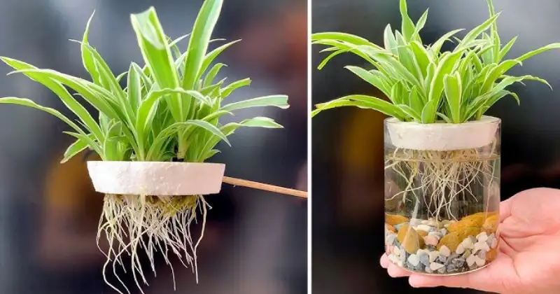 plantes qui poussent dans l’eau