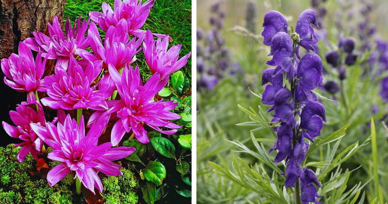 plantes toxiques