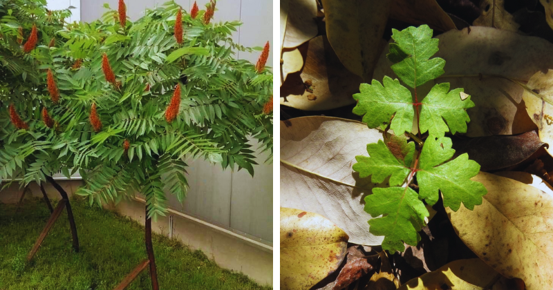 plantes toxiques