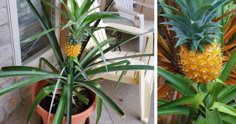ananas