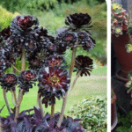 aeonium