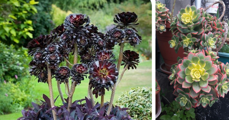 aeonium