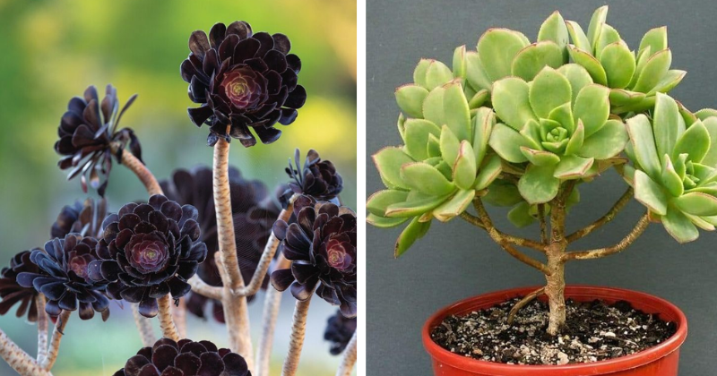 aeonium